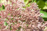 Coastal plain joe pye weed